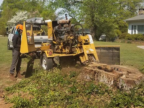 Why Fall is the Perfect Time of Year for Stump Grinding Services in  Washington DC (And Surrounding Areas)